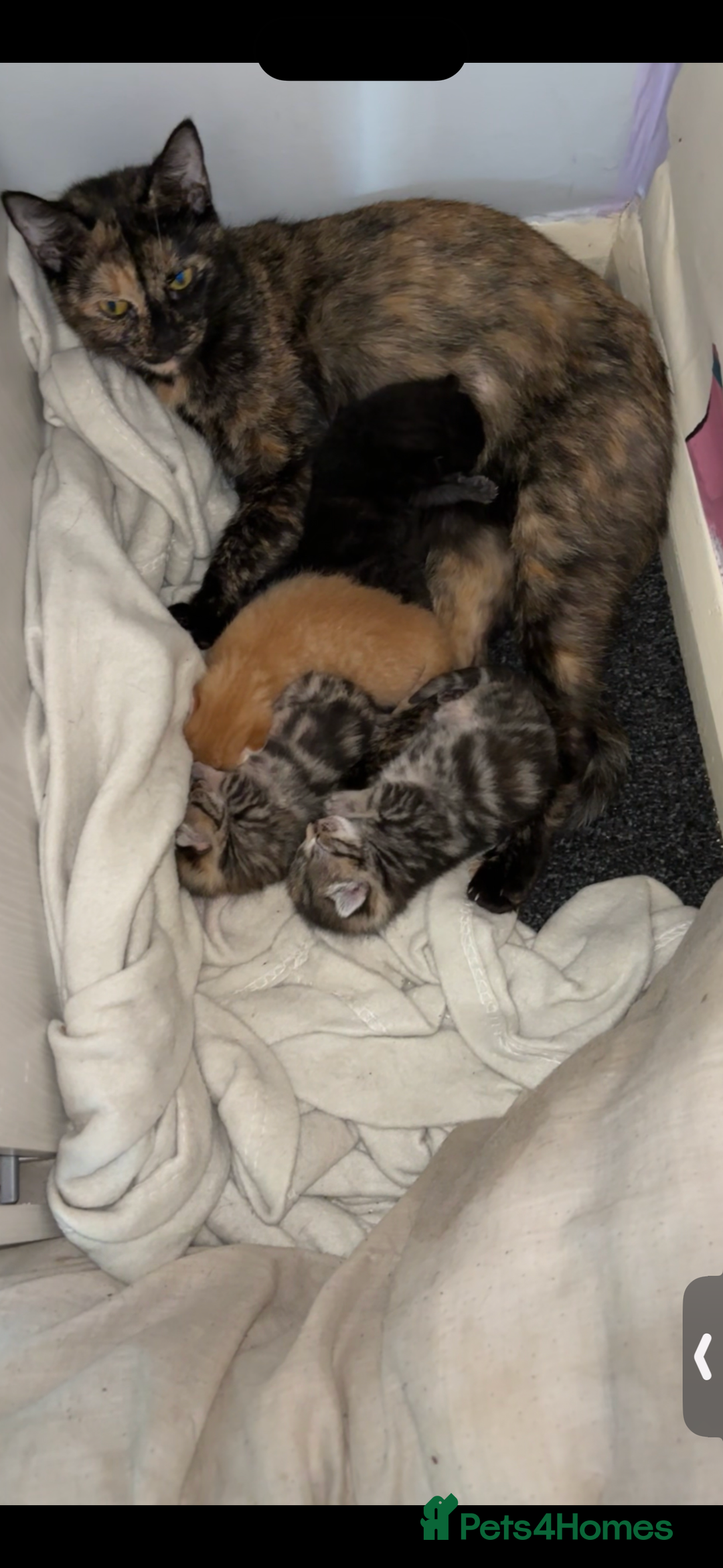 British Shorthair cats for sale: One male ready to leave now  - Image 3