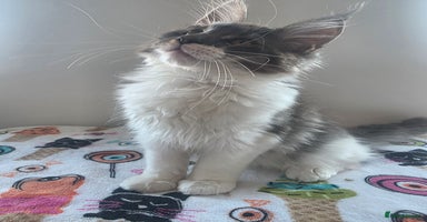 Maine Coon cats - Advert 5