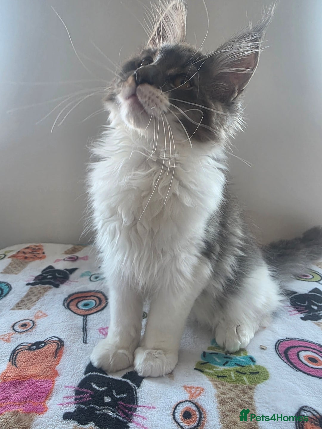 Maine Coon cats for sale: Pure Breed MaineCoon Kitten/TICA  - Image 2