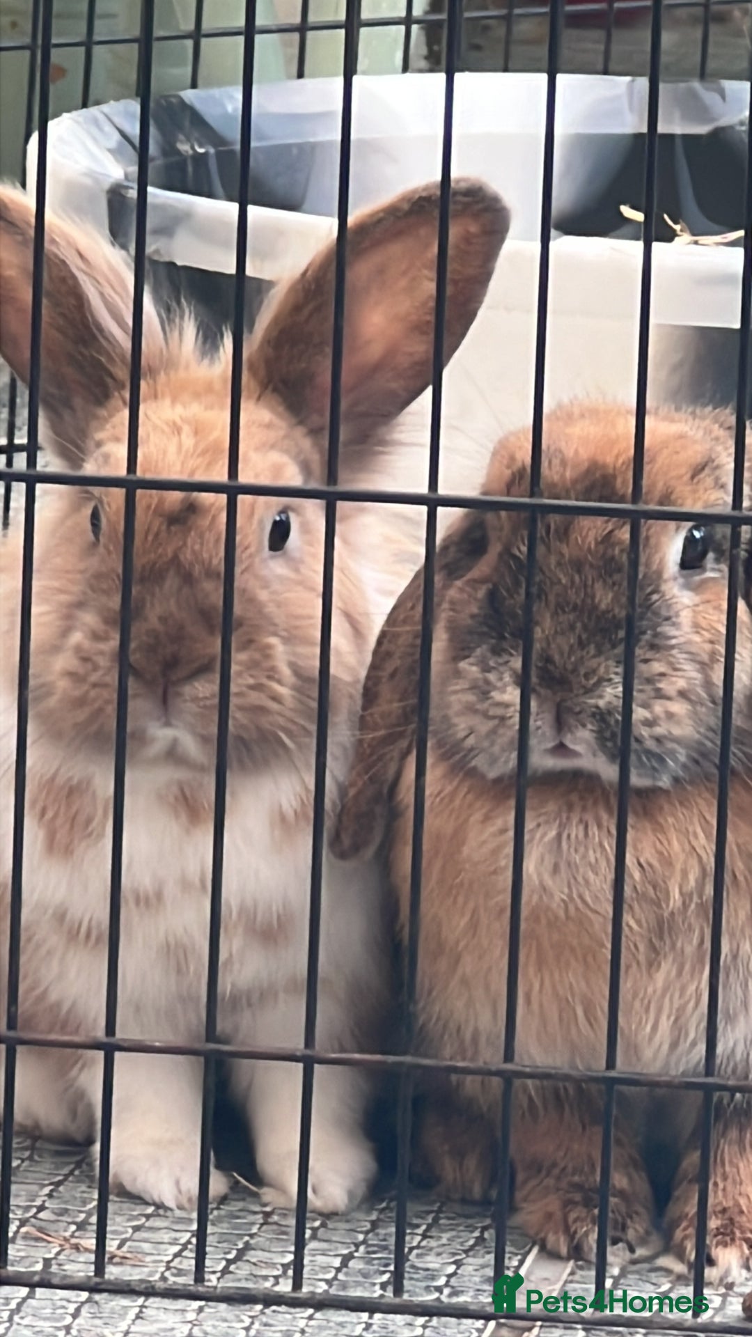 Mini Lop rabbits for sale: Two bonded female rabbits with brand new hutch - Advert 5