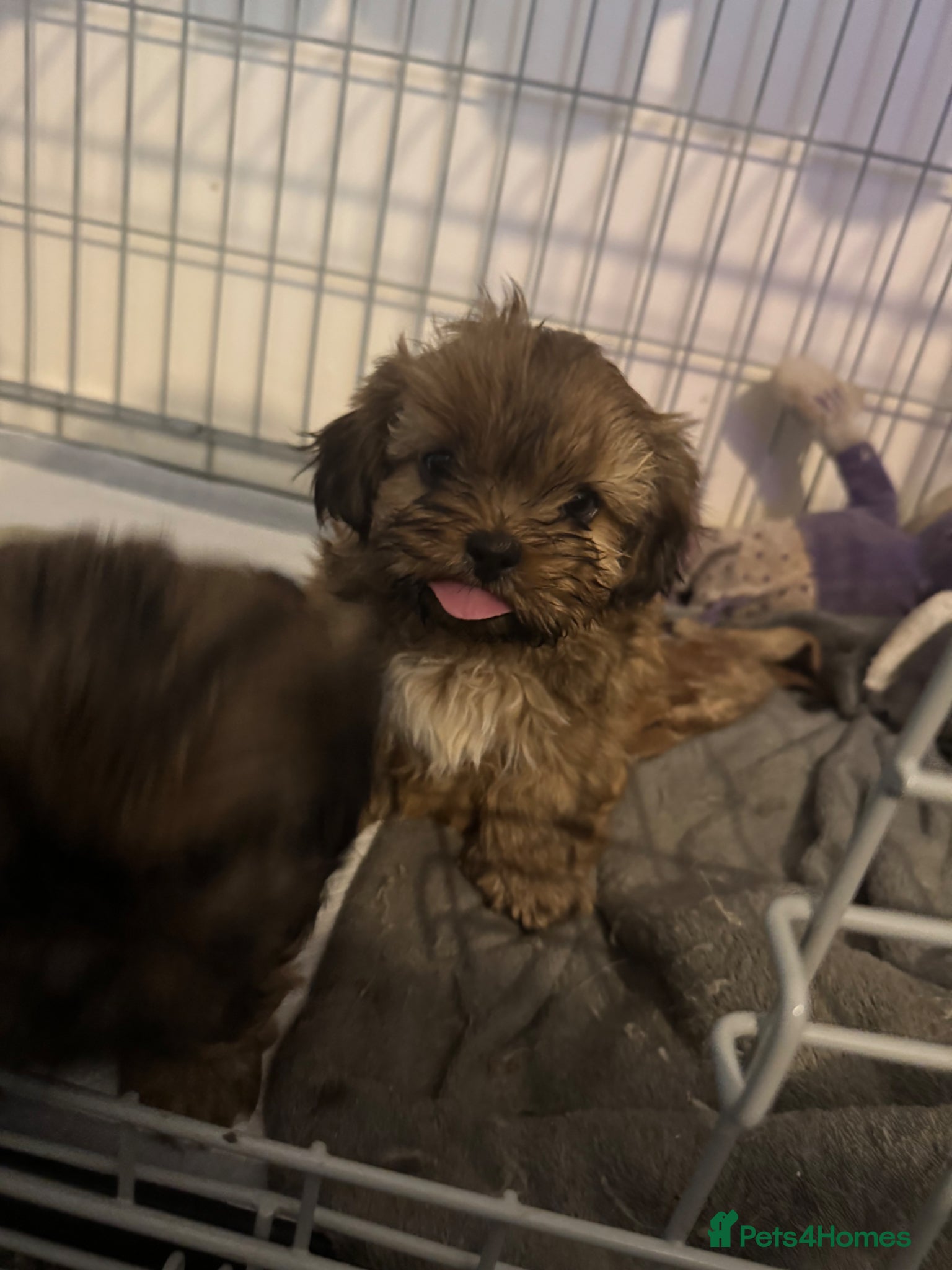 Shih Tzu dogs 3 beautiful Shih Tzu puppies looking for a home - Advert 2