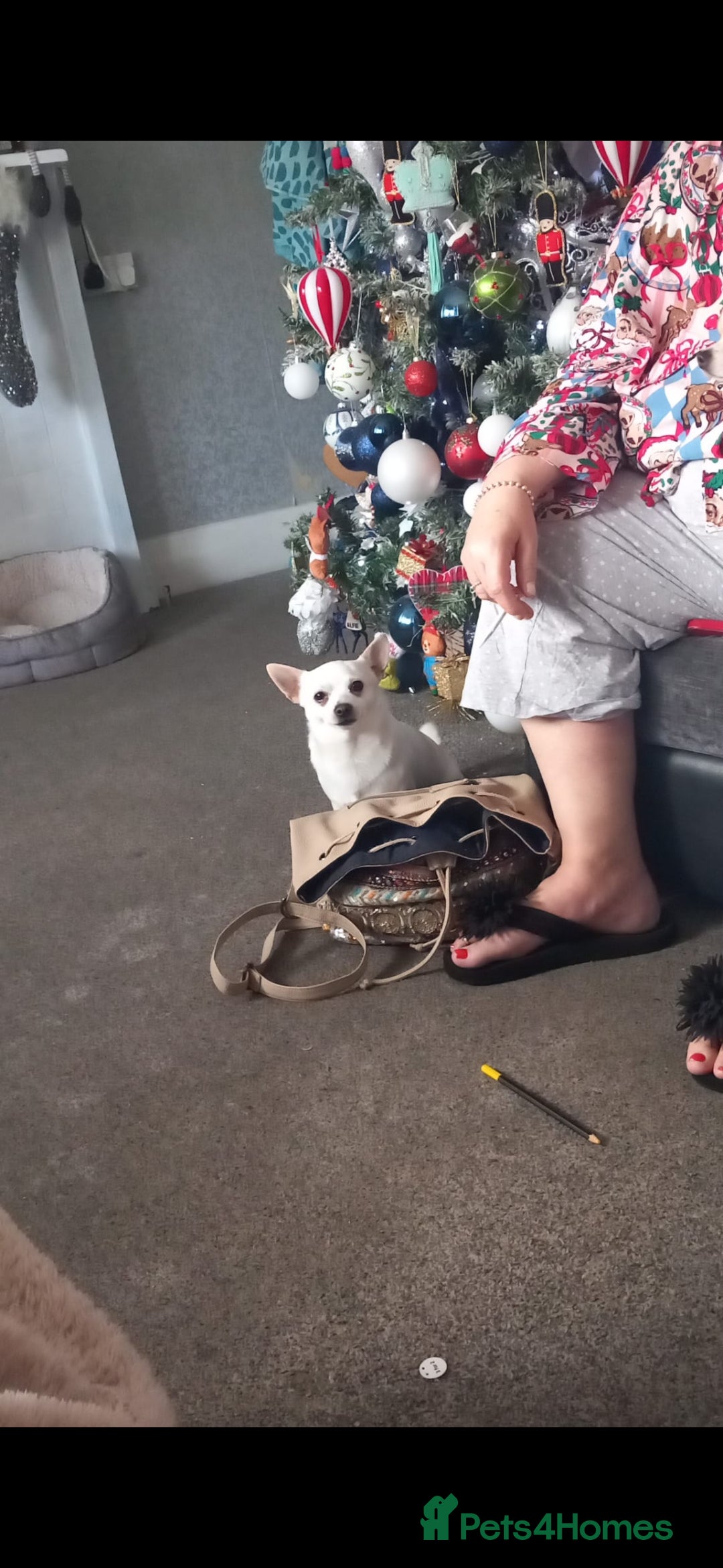 Chihuahua dogs Beautiful tiny little girl - Advert 5