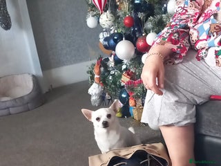 Chihuahua dogs Beautiful tiny little girl - Advert 2