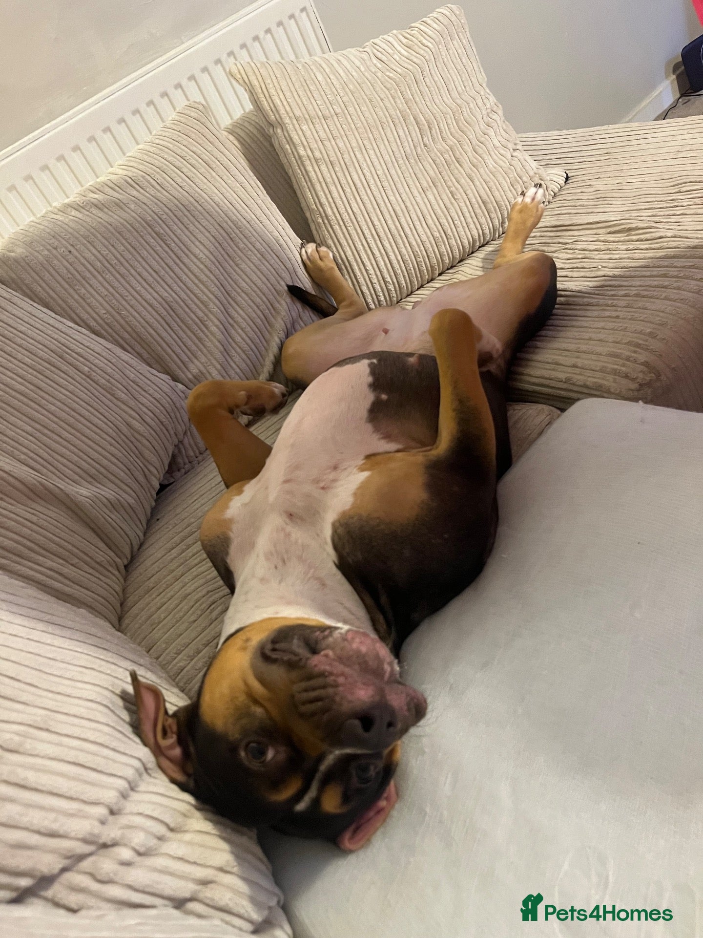 Mixed Breed dogs lexi needing a new home  - Advert 6