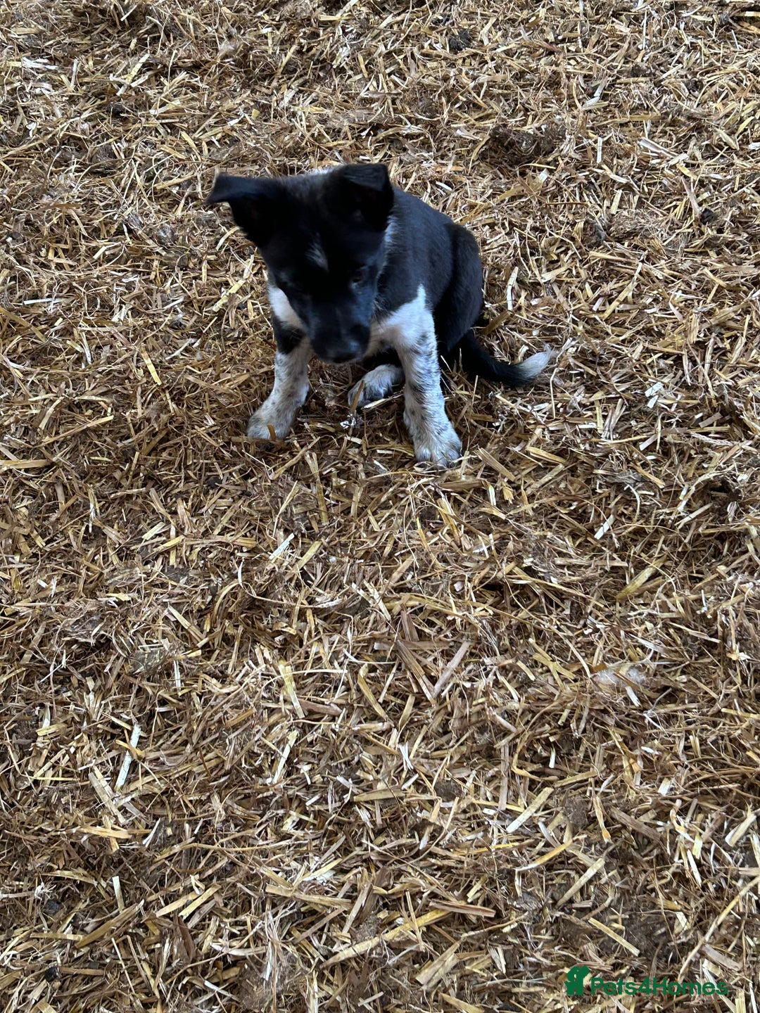 Border Collie dogs for sale: Boarder collie girl puppy - Image 11