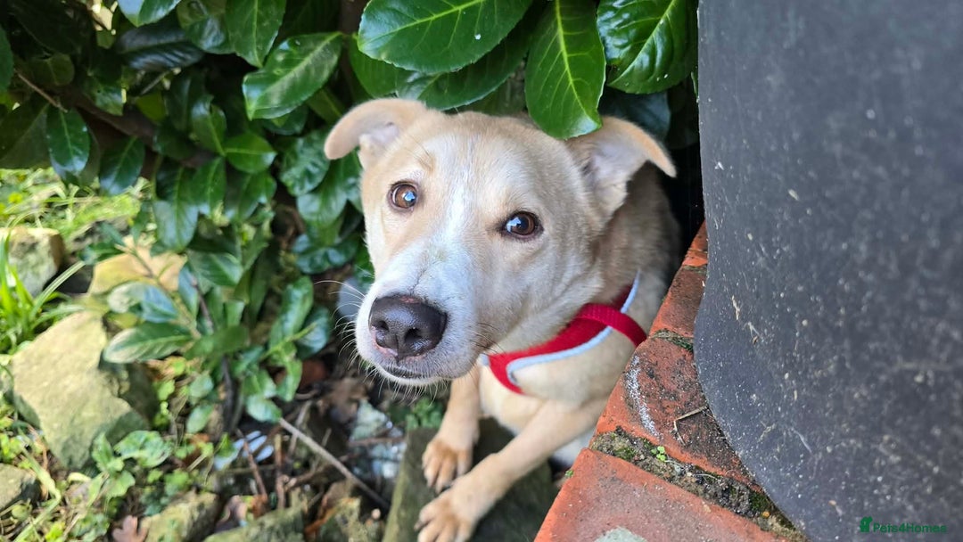 Mixed Breed dogs for adoption: Barney for adoption - Advert 1