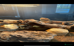 Bearded Dragon reptiles for sale: Rocky the Bearded Dragon - Image 1