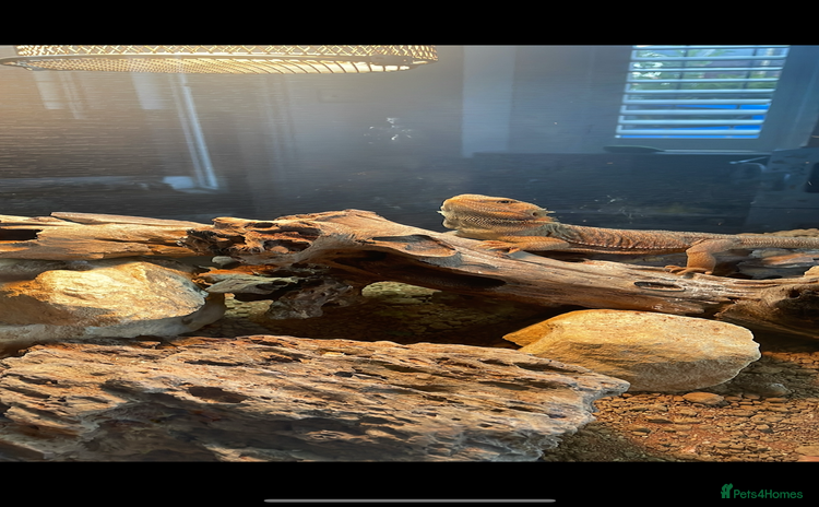 Bearded Dragon reptiles - Advert 1