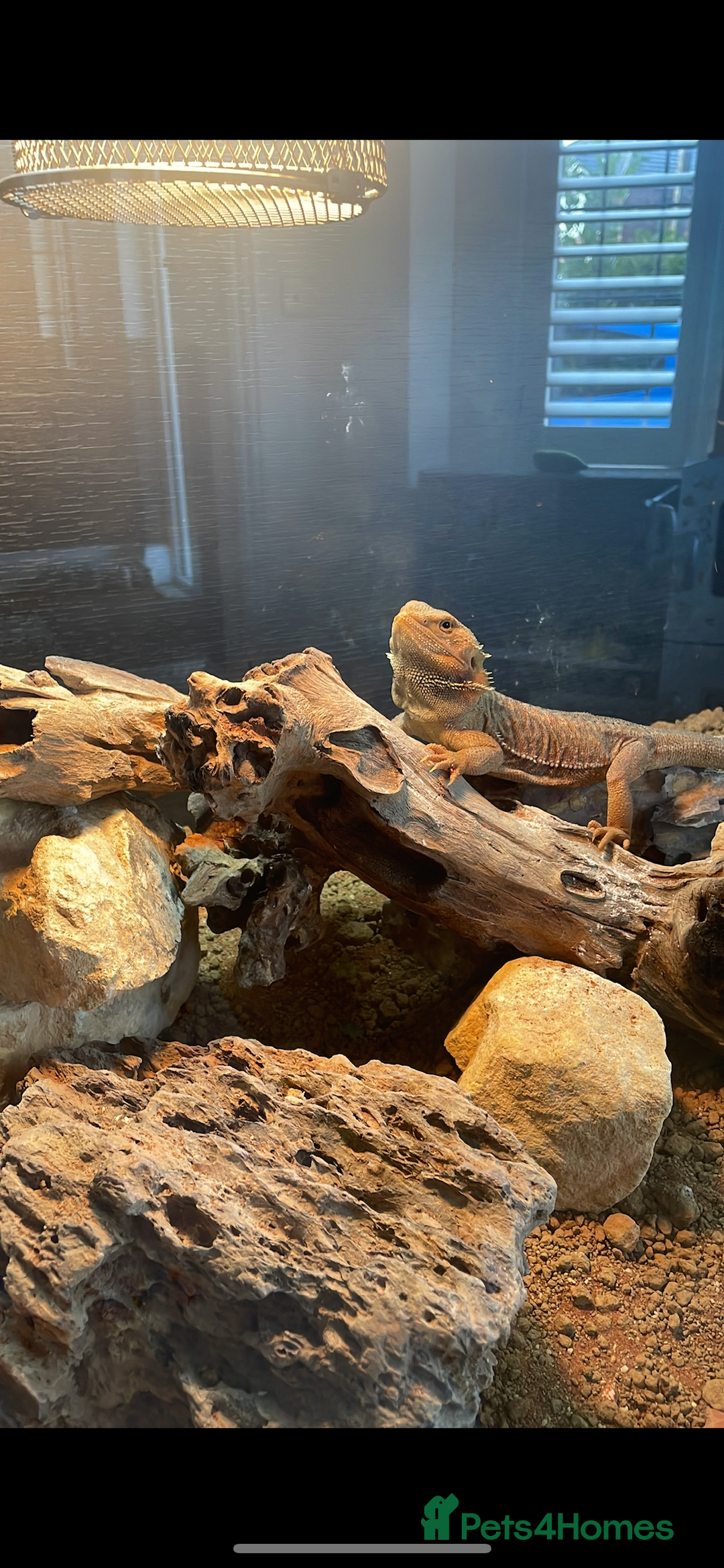 Bearded Dragon reptiles for sale: Rocky the Bearded Dragon - Image 1