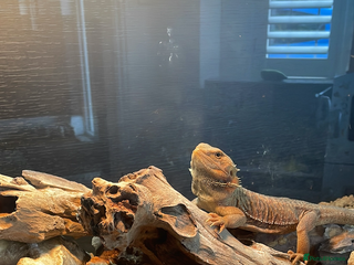 Bearded Dragon reptiles - Advert 29