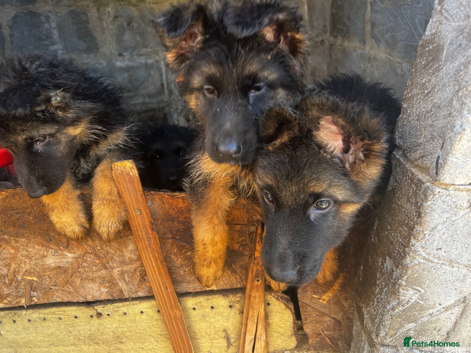 German Shepherd dogs 5 puppies Geman shepherd long hair - Advert 6