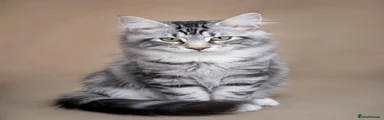 Grey boy