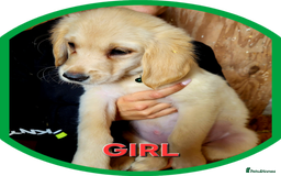Golden Retriever dogs for sale: Golden retriever puppies KC REGISTERED  - Image 5