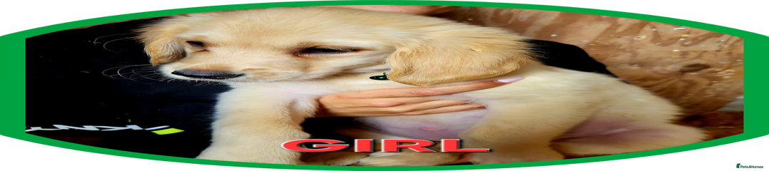 Golden Retriever Puppy 5