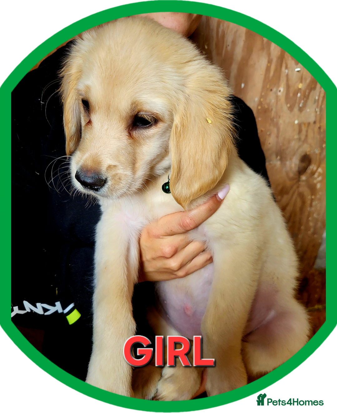 Golden Retriever dogs for sale: Golden retriever puppies KC REGISTERED  - Image 5