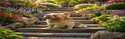 French Bulldog dogs for stud: Buch 🔥Exotic French Bulldog Stud - Advert 6