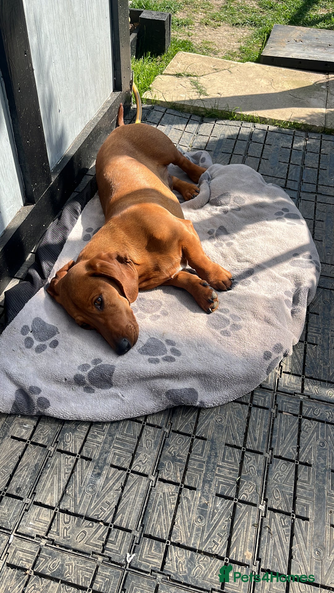 Dachshund dogs for sale: Dachshund Pups need new home - Image 8