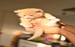 British Shorthair cats for sale: ⭐Rare Cream British Shorthair Boy ⭐  - Image 10