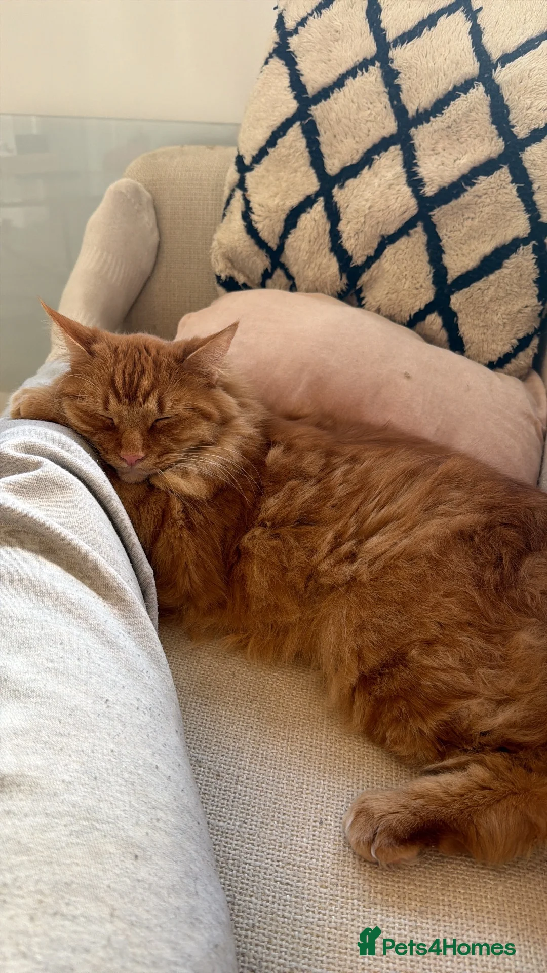 Maine Coon cats for sale: Maine Coon for re-homing. male ginger Maine coon - Advert 2