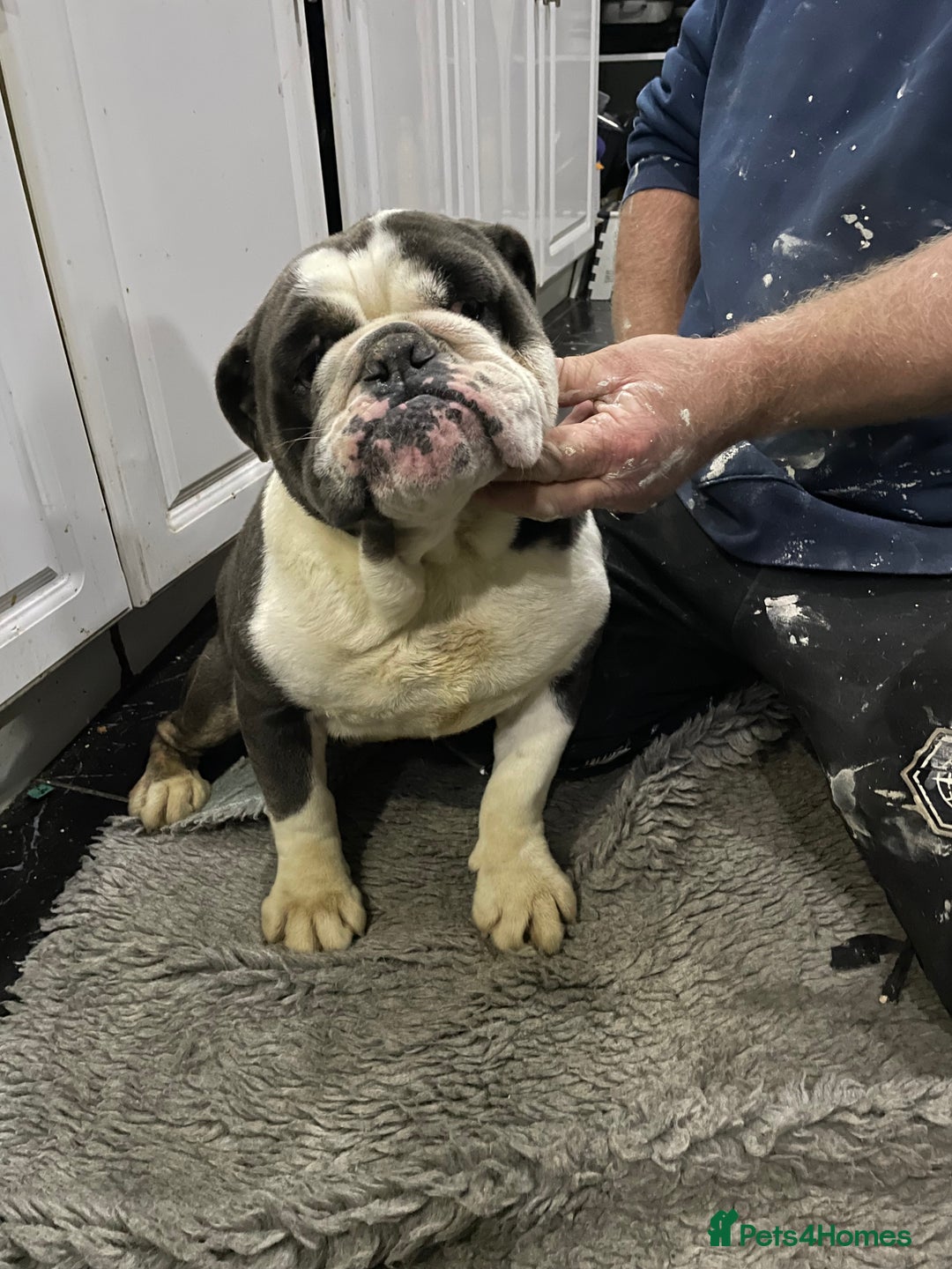 English Bulldog dogs for sale: Winston - Advert 6