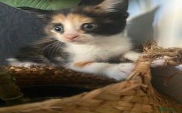 Mixed Breed cats for sale: 4 stunning babies READY NOW Calico and black&white - Image 4