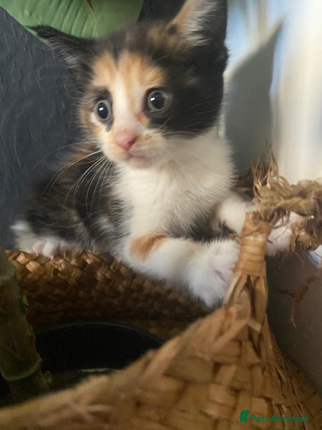 Mixed Breed cats for sale: 4 stunning babies READY NOW Calico and black&white - Image 4