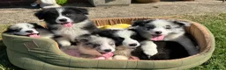 Border Collie dogs for sale: Stunning KC Registered Border Collie Puppies  - Advert 4