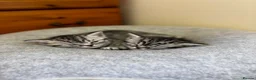 British Shorthair cats for sale: ❤️💙 Gorgeous Pedigree Silver Tabby BSH 💙❤️ - Advert 8