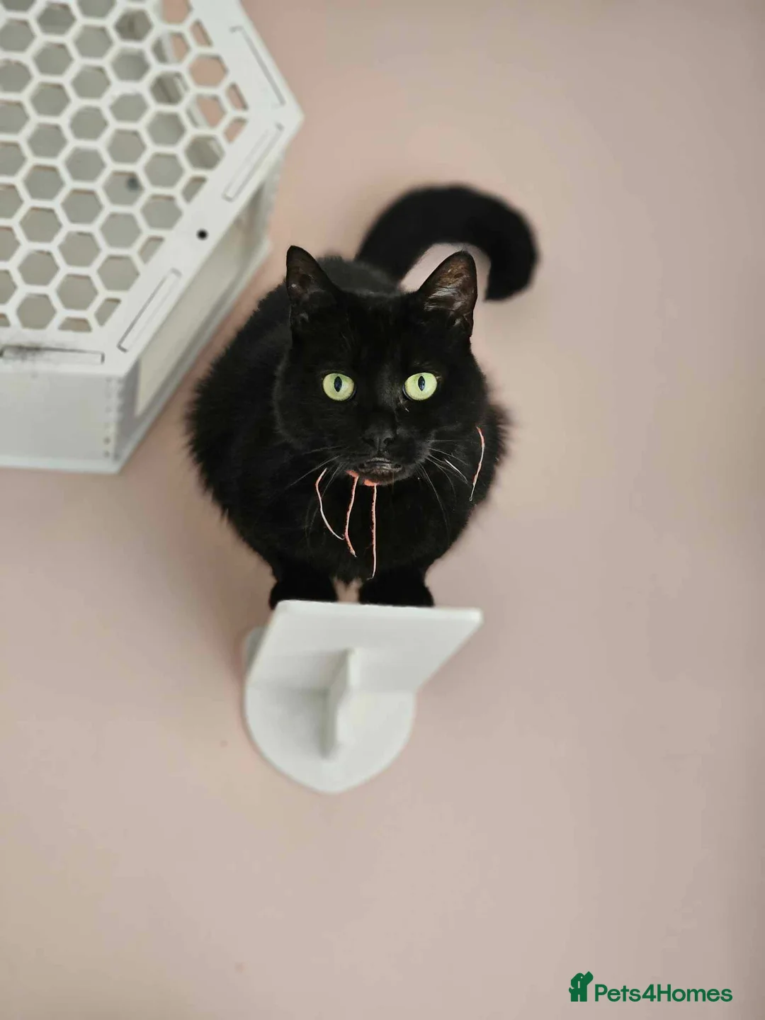 Mixed Breed cats for sale: Bonded pair of female cats - Advert 3