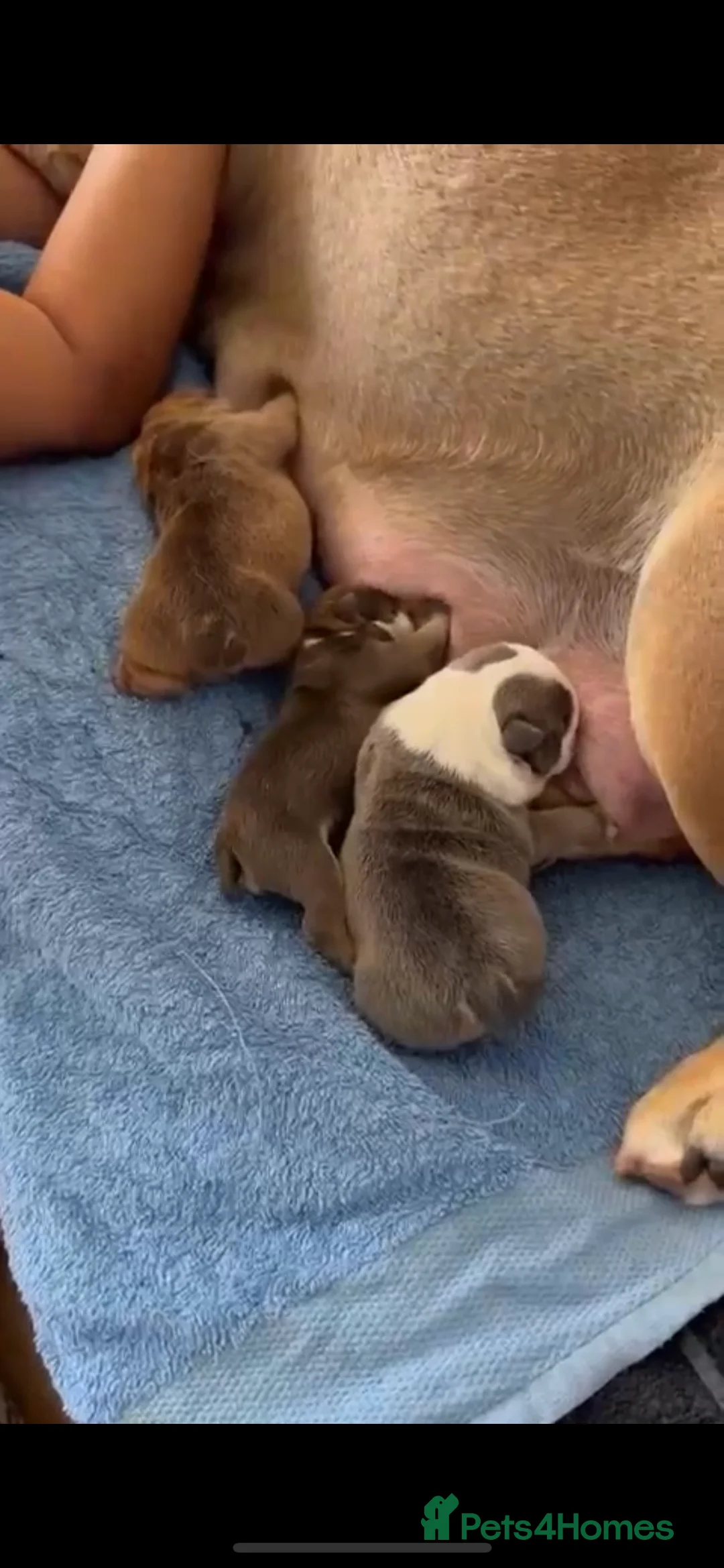 English Bulldog dogs for stud: Chocolate and tan stud includes 2 ai in Walsall - Advert 9