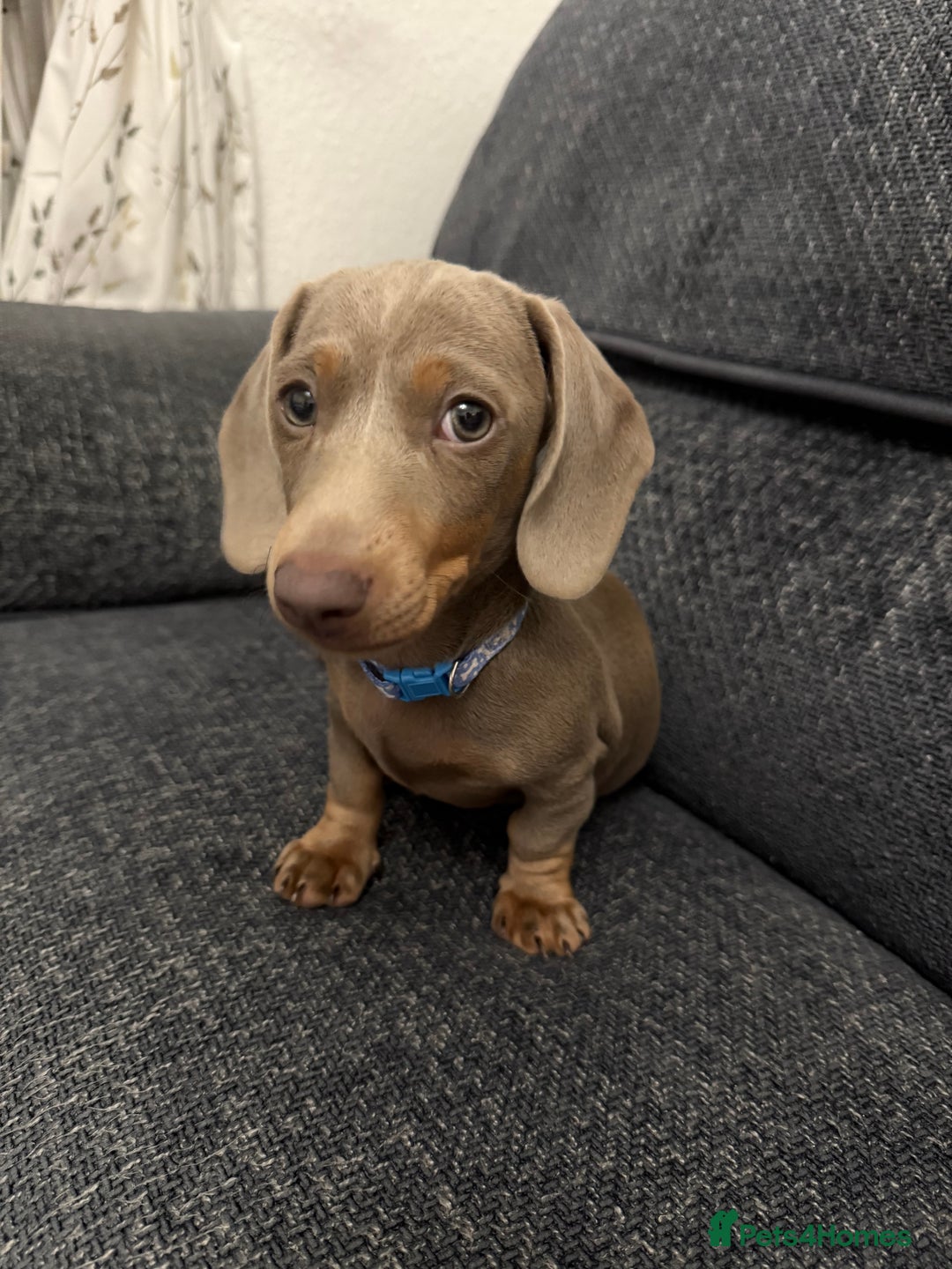 Miniature Dachshund dogs for sale: Male Miniature Dachshund  - Advert 2