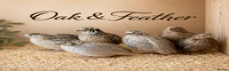 Quail poultry for sale: Premium Celadon Quail Hatching Eggs Vibrant Blue - Advert 2