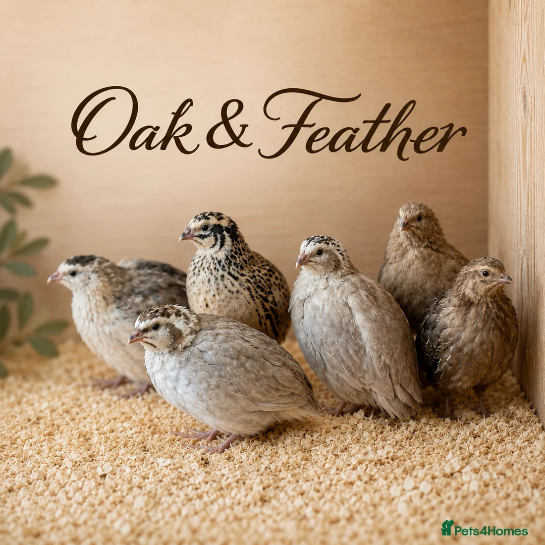 Quail poultry for sale: Premium Celadon Quail Hatching Eggs Vibrant Blue - Advert 2