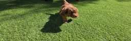 Cavapoo dogs for sale:  🩵Red cavapoos, ready to leave🩵 - Advert 20