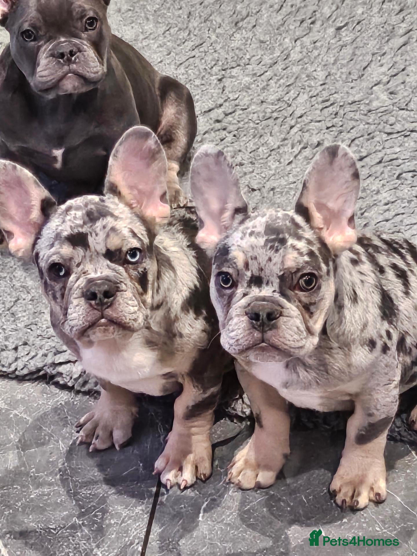 French Bulldog dogs French Bulldog Puppies - Advert 20