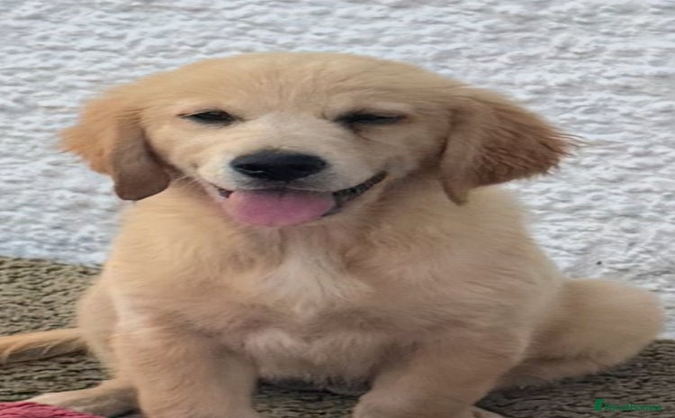 Golden Retriever dogs - Advert 4