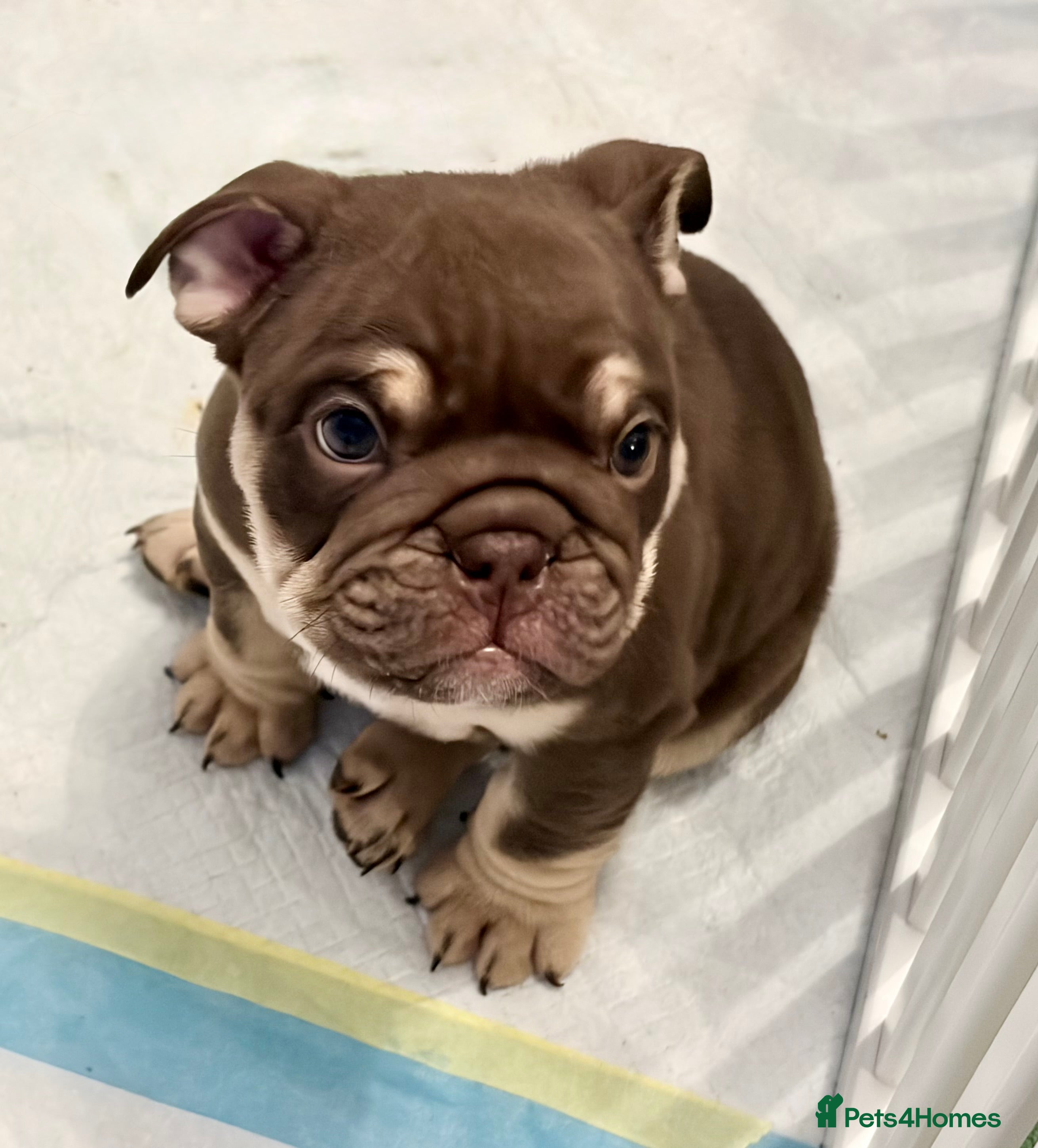 English Bulldog dogs 🏆 Elite KC English Bulldog Puppies – Swansea 🏆 - Advert 7