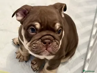 English Bulldog dogs 🏆 Elite KC English Bulldog Puppies – Swansea 🏆 - Advert 7