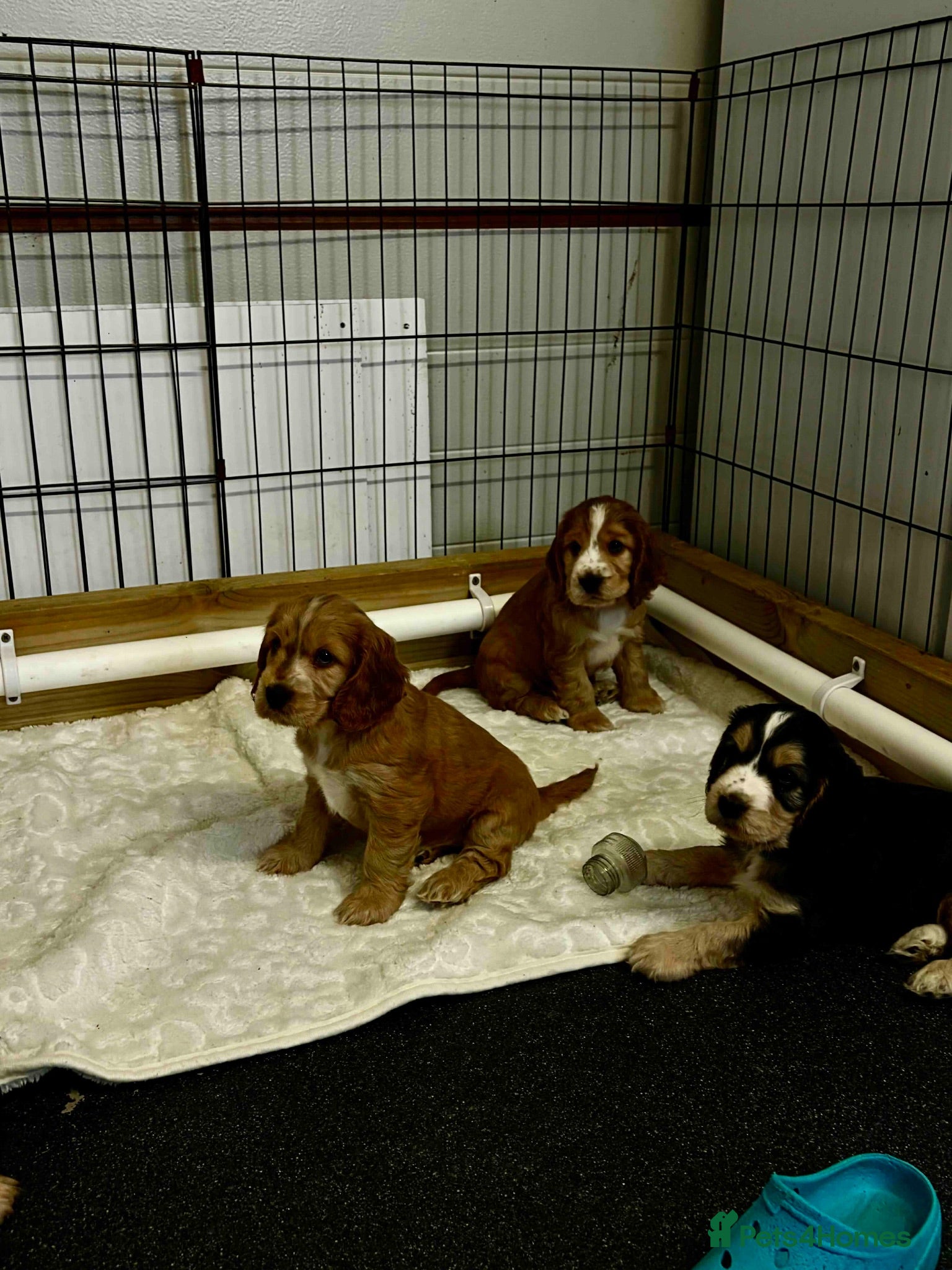Cocker Spaniel dogs Stunning litter of show cocker puppies  - Advert 6