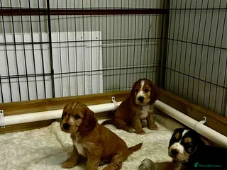 Cocker Spaniel dogs Stunning litter of show cocker puppies - Advert 6