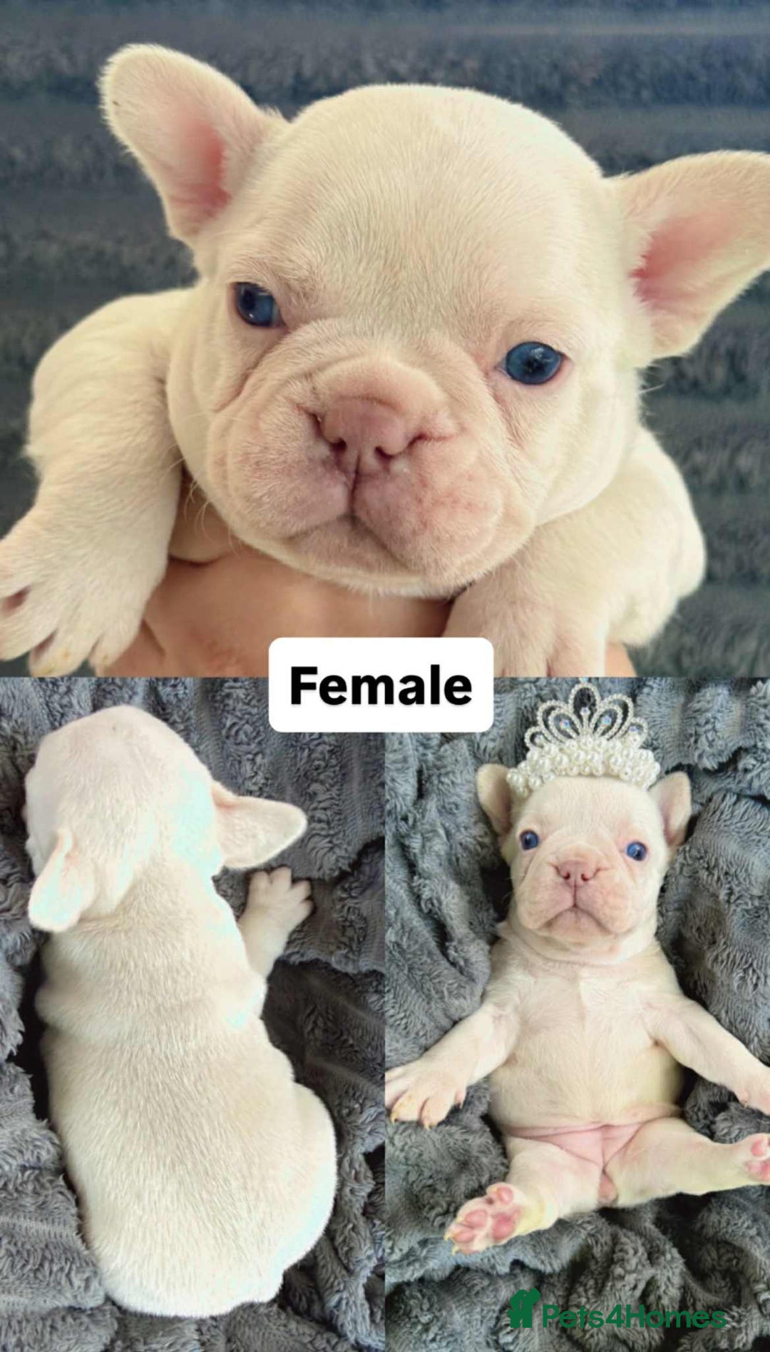 French Bulldog dogs for sale: French Bulldog – Secure Your Puppy Now! - Advert 4