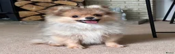 Pomeranian dogs for sale: RUSSIAN CHAMPION KC FEMALE POMERANIAN  - Advert 2