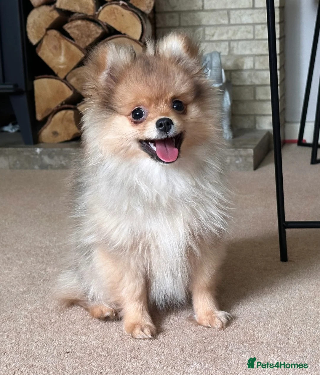 Pomeranian dogs for sale: RUSSIAN CHAMPION KC FEMALE POMERANIAN  - Advert 2