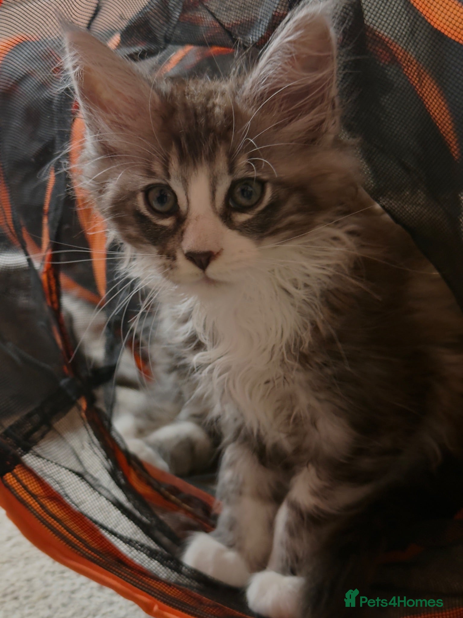 Maine Coon cats Maine Coon kittens XXL - Advert 2