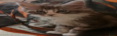 Maine Coon 3