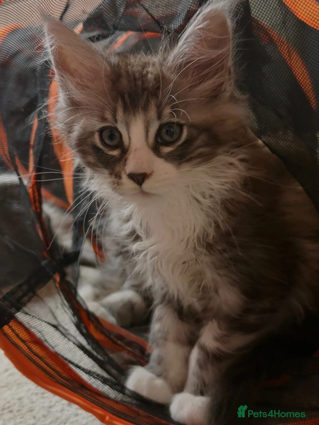 Maine Coon cats for sale: Maine Coon kittens XXL - Advert 1