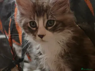 Maine Coon cats Maine Coon kittens XXL - Advert 3