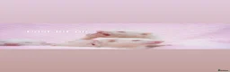 Ferret rodents for sale: Mixed litter of ferrets for sale - Advert 2