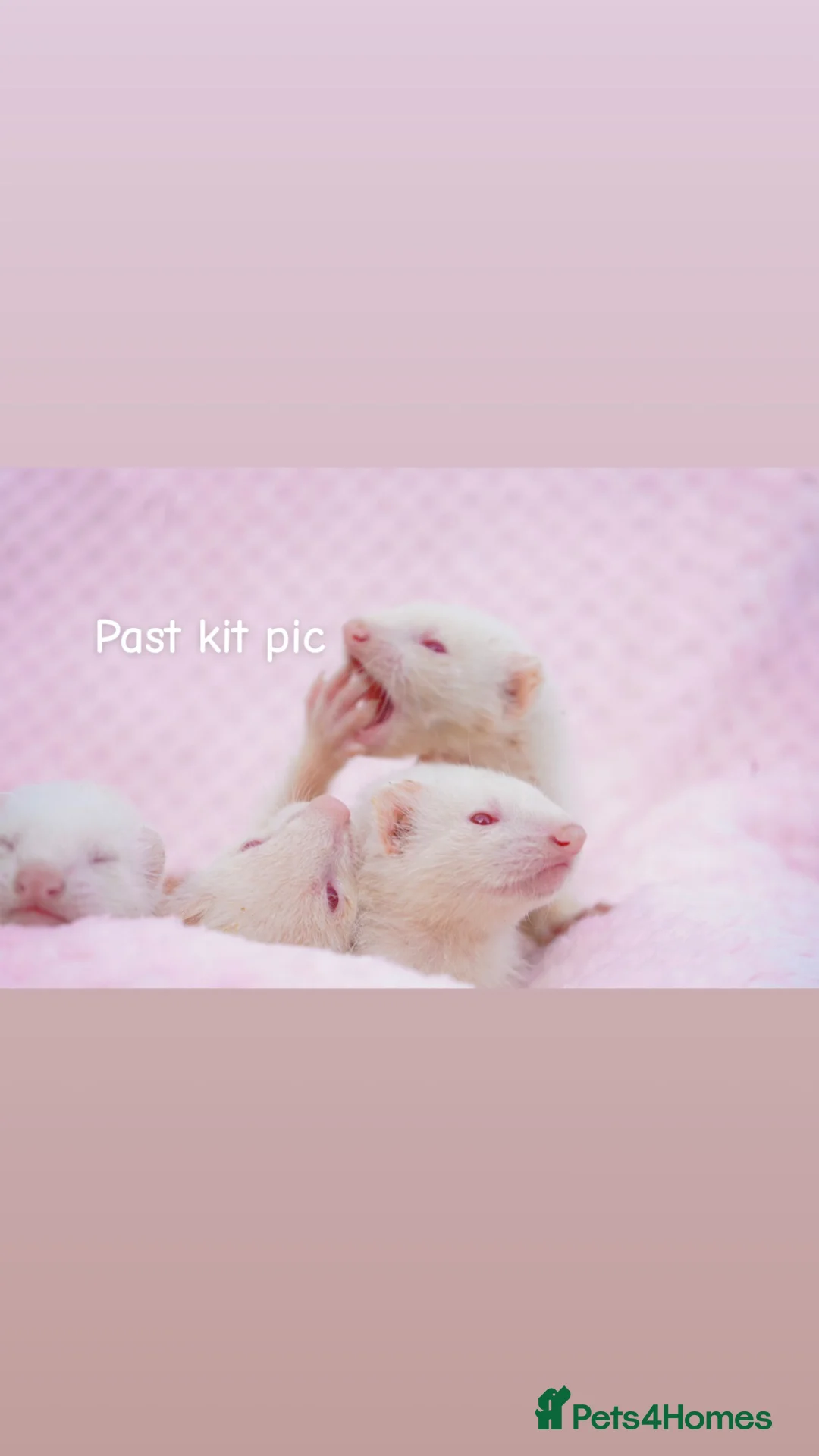 Ferret rodents for sale: Mixed litter of ferrets for sale - Advert 2