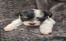 Yorkshire Terrier dogs for sale: Yorkshire terriers - Image 5